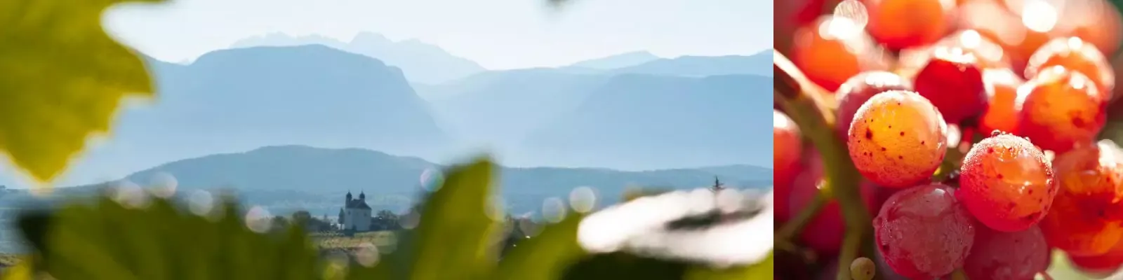 Beste-Gewuerztraminer-Weine-Suedtirol