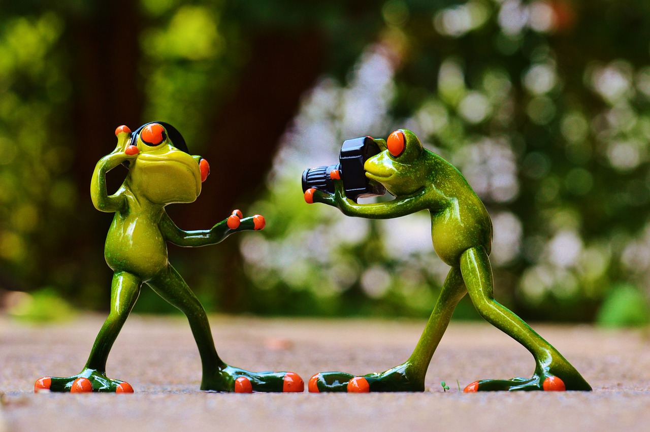 frogs 903167 1280