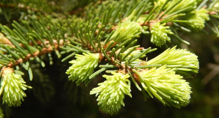 Rezept: Tannenspitzen Schnaps 3 Tannenspitzen für Maiwipfelschnaps im Mai