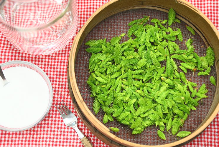 Rezept: Tannenspitzen Schnaps 4 Vorbereitung der Tannenspitzen für den Tannenspitzenlikör