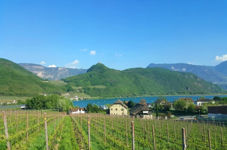 Edelvernatsch – der traditionelle Rotwein Südtirols 16 Edelvernatsch Kaltern