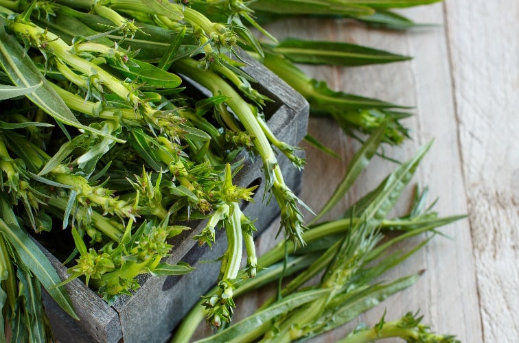 Löwenzahn Gemüse auf italienisch zubereiten - Puntarelle